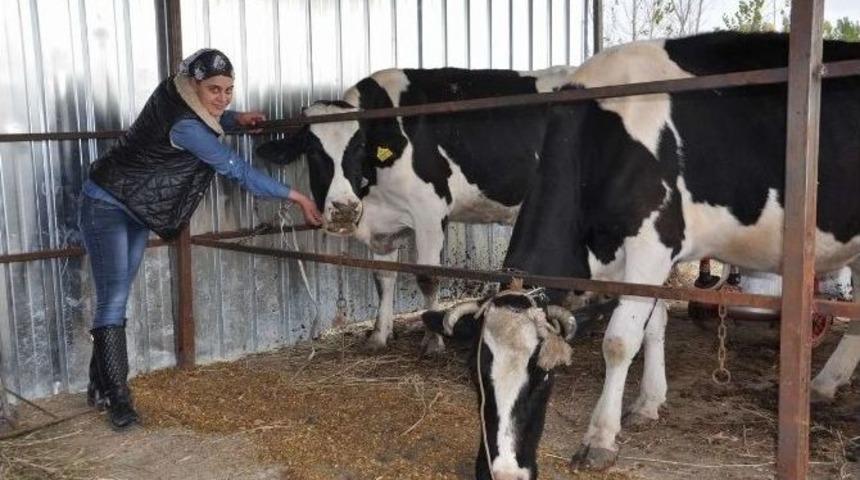 "alo Hanım S&uuml;t"