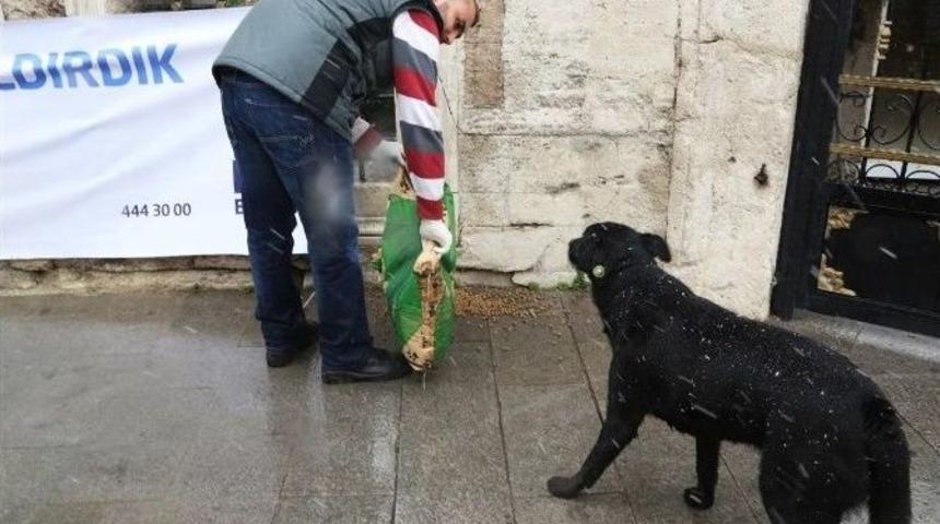 Ey&uuml;p Sultan&rsquo;da Sokak Hayvanları Unutulmadı