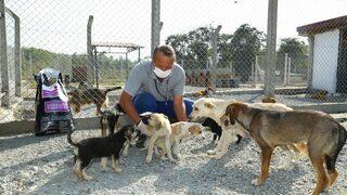 Ordu’da Sokak Hayvanları Emin Ellerde