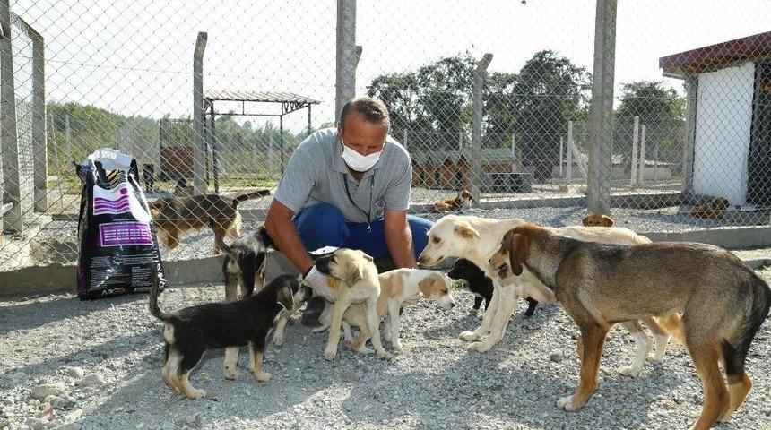 Ordu’da Sokak Hayvanları Emin Ellerde