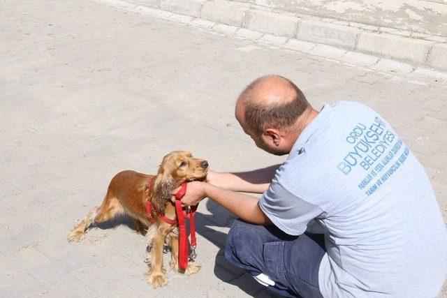 Ordu’da Sokak Hayvanları Emin Ellerde