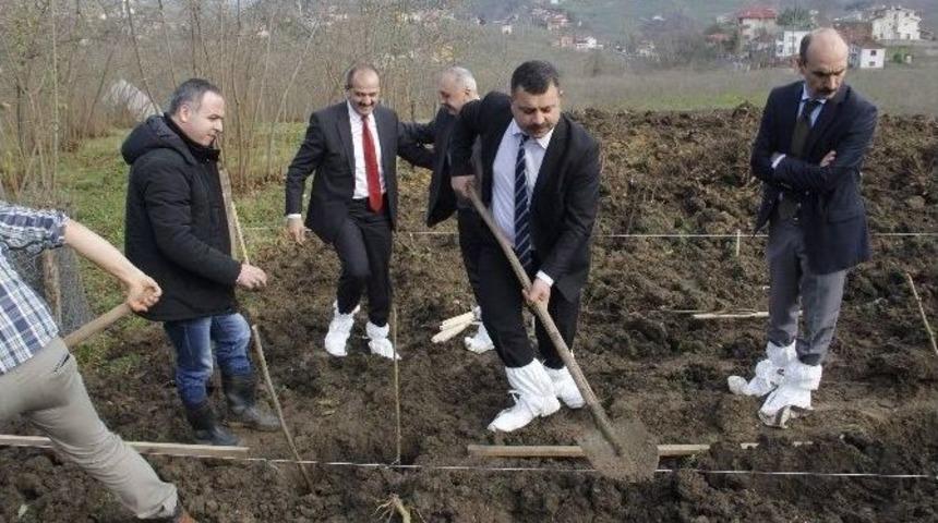 Fındık Bah&ccedil;elerinde Devlet Eliyle S&ouml;k&uuml;m