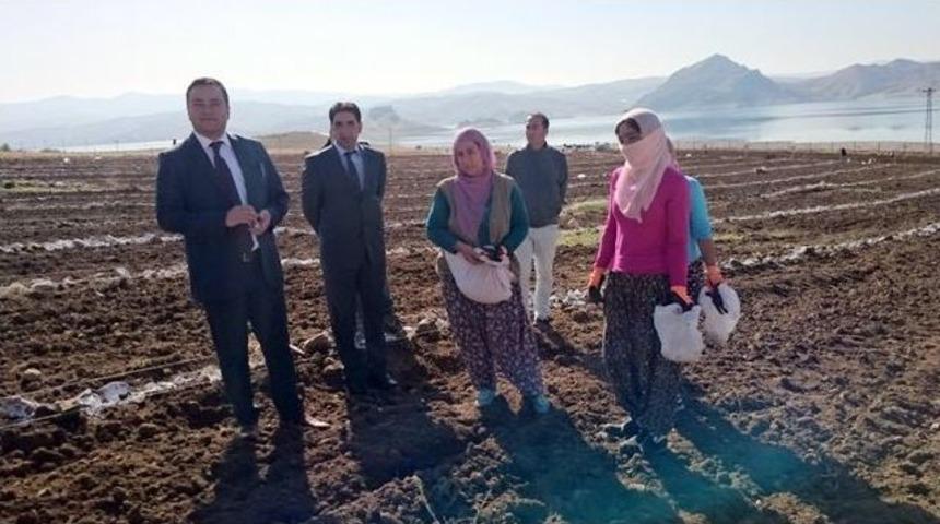 Pertek&rsquo;te Kadınlar Sarımsak Ekiyor