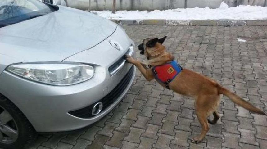 Jandarmanın Eğitimli K&ouml;peği 'akşam', Otomobildeki 10 Kilo Eroini Buldu