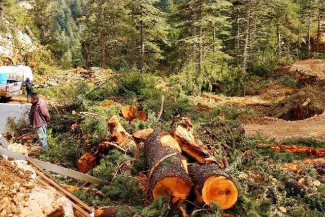 Antalya'da 800 Yıllık Sedirler Mermer Ocağı Kurbanı