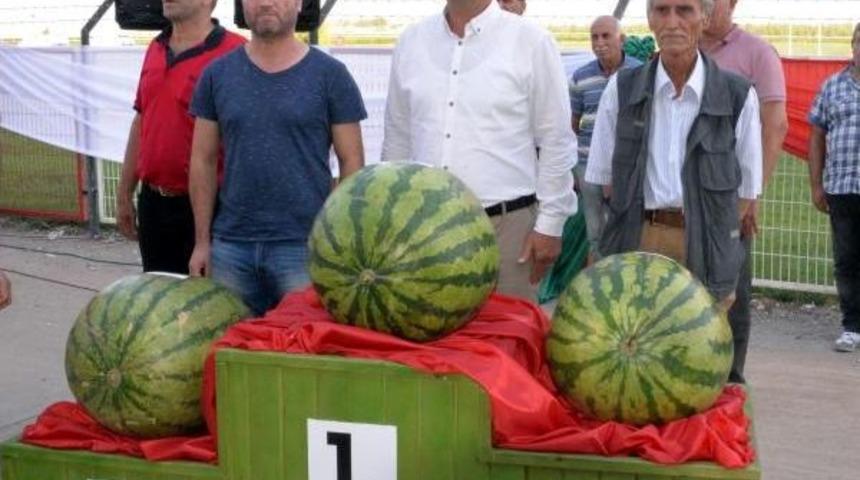 Yarışmada 52 Kiloluk Dev Karpuz&nbsp;1'inci Oldu