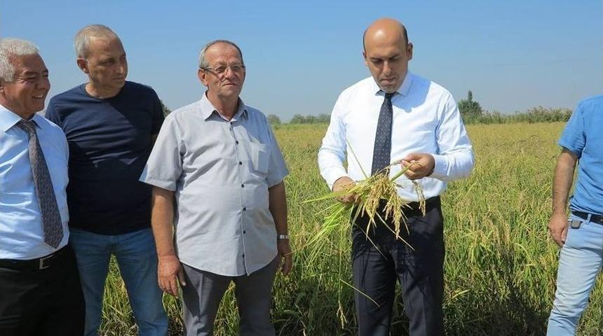 Biga&rsquo;da &Ccedil;eltik Hasadı Başladı