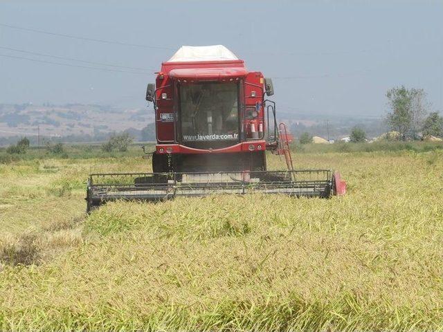 Biga’da Çeltik Hasadı Başladı