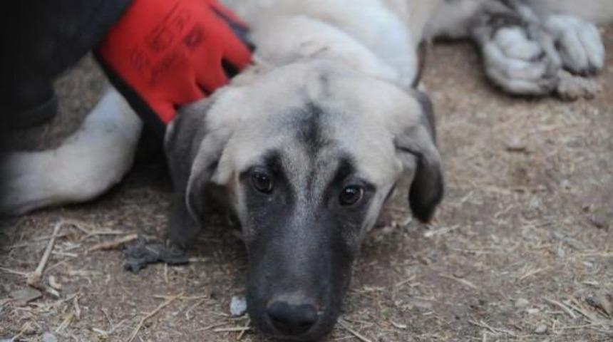 K&ouml;peğe Işkence Yapıp, 20 Metre Y&uuml;kseklikten Attılar