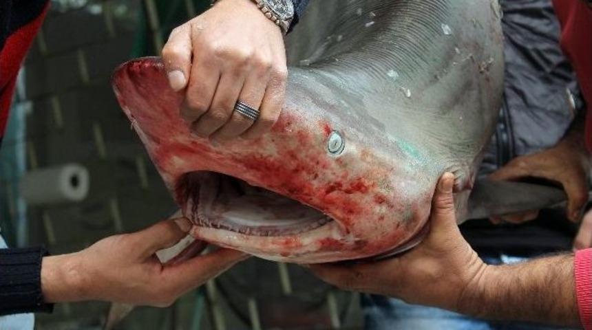 (&ouml;zel Haber) K&ouml;pek Balıkları Balık&ccedil;ıların Belası Oldu