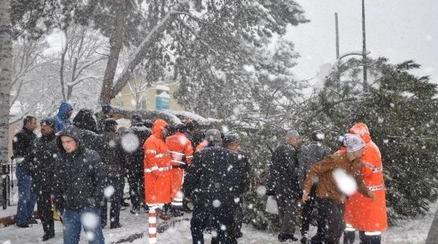 Kara Dayanamayan &Ccedil;am Dalı Devrildi, 1 Yaralı