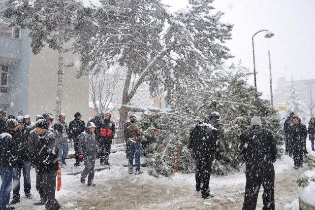 Kara Dayanamayan Çam Dalı Devrildi, 1 Yaralı