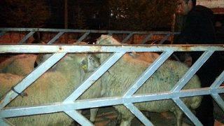 Yozgat’ta Besiciye Damızlık Koç Dağıtıldı