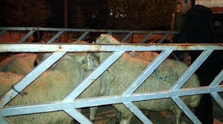 Yozgat’ta Besiciye Damızlık Koç Dağıtıldı