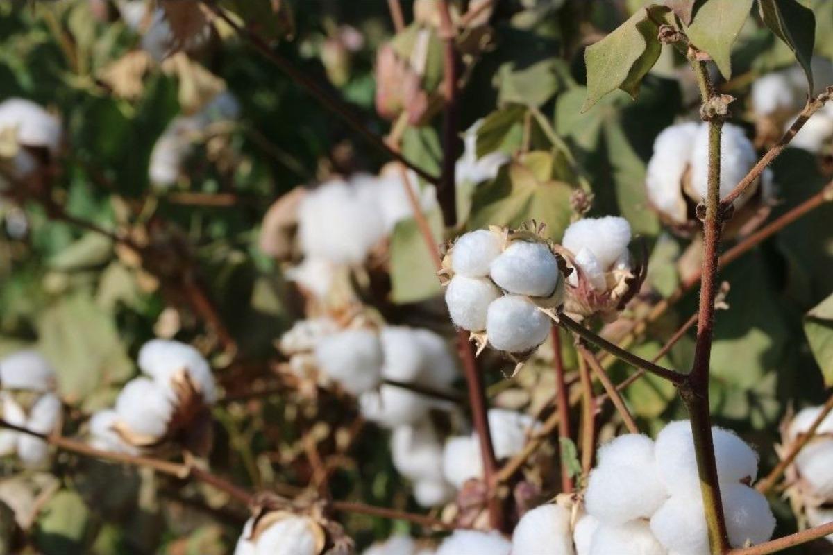 &lsquo;beyaz Altın&rsquo; Hasada Hazırlanıyor