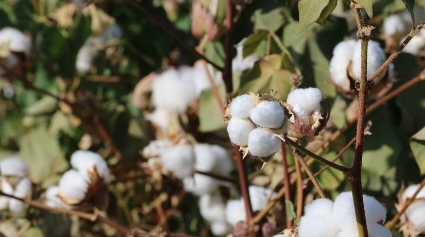 Kendirlioğlu; “pamuk Varsa Tarımın Tansiyonu Düşer”