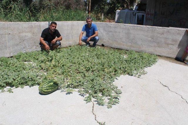 (&ouml;zel Haber) Beton &Ccedil;atlaklarından Karpuz &Ccedil;ıktı 1