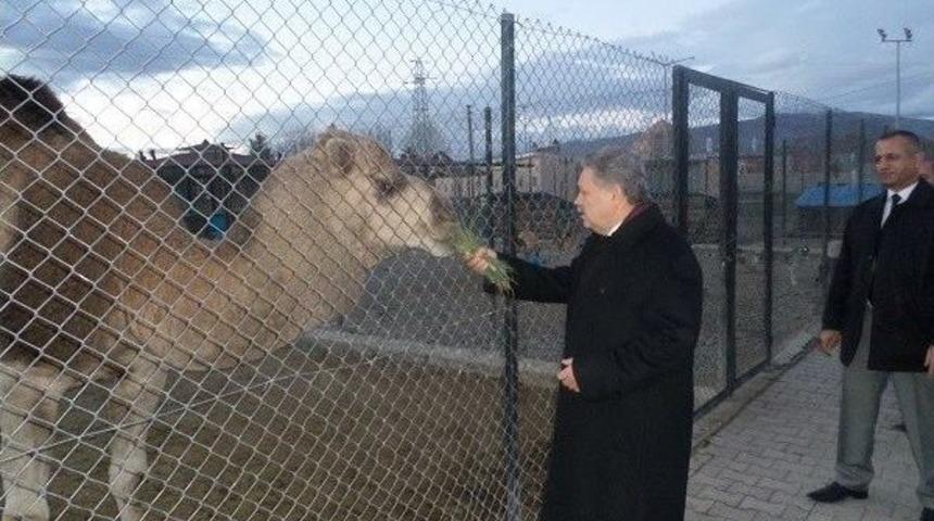 Vali Kahraman&rsquo;dan Hayvan Barınağına Ziyaret