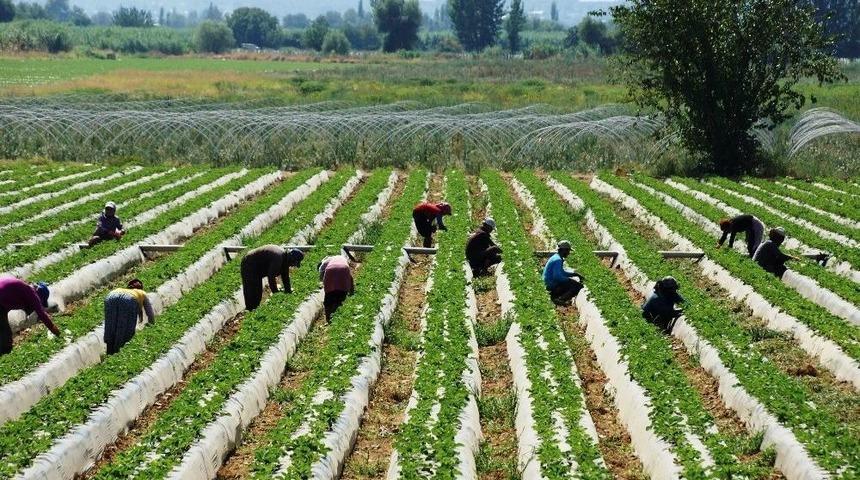 &Ccedil;ilekte Sezon Hazırlıkları Erken Başladı