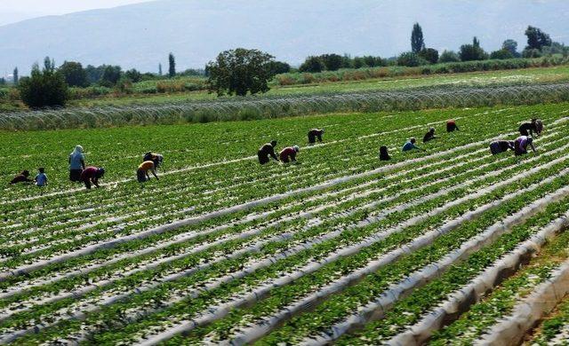 Çilekte Sezon Hazırlıkları Erken Başladı