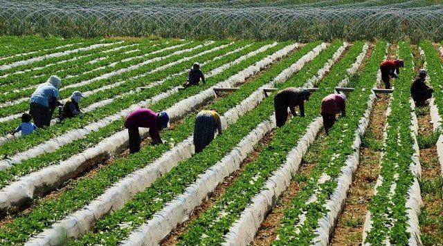 Çilekte Sezon Hazırlıkları Erken Başladı