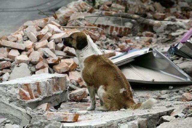 Meksika'daki Depremde Ölenler 226 Kişiye Çıktı (2)