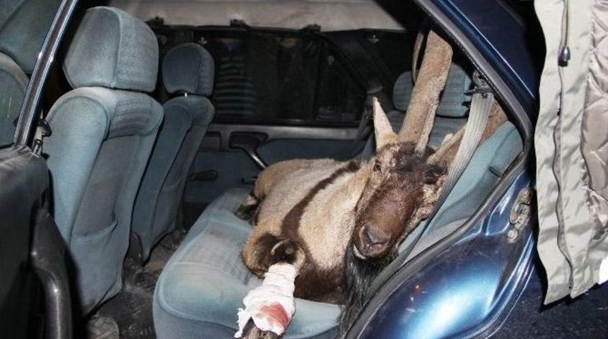 &Ccedil;emişgezek&rsquo;te Yaralı Yaban Ke&ccedil;isi Tedavi Altına Alındı