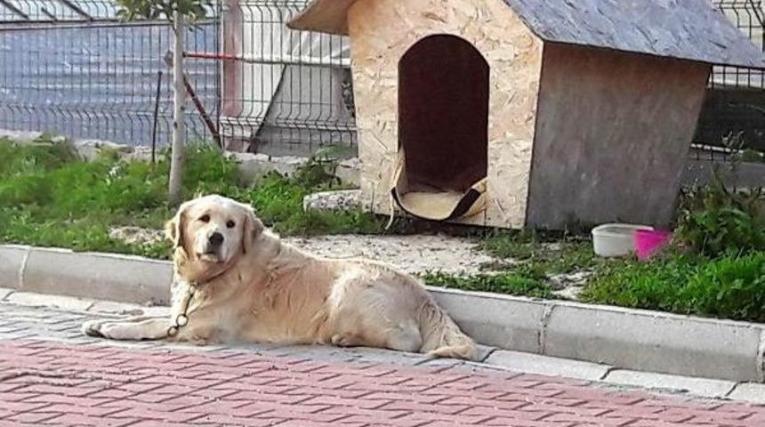 &Uuml;&ccedil; K&ouml;pek Zehirlenerek &Ouml;ld&uuml;r&uuml;ld&uuml;