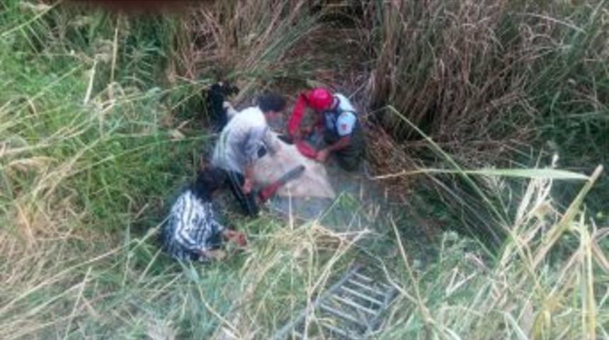 Nehre D&uuml;şen Hamile İneği İtfaiye Kurtardı