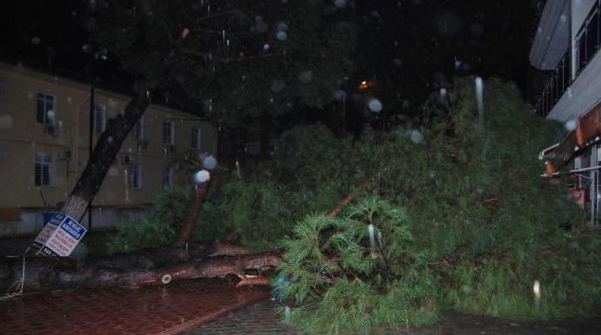 70 Yıllık &Ccedil;am Ağa&ccedil;ları R&uuml;zgarda Devrildi