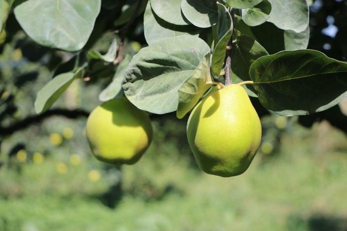 (&ouml;zel Haber) Sakarya&rsquo;da Ayva Hasadı Ekim Ayında Başlıyor