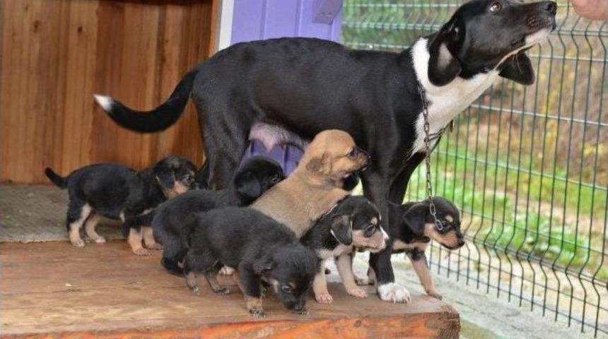 Sokak Hayvanları İ&ccedil;in Sıcak Yuva