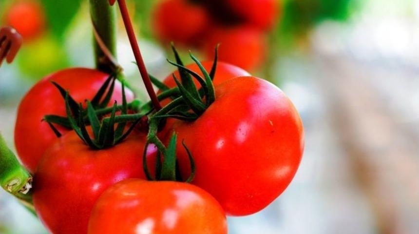 Ruslar Domates Yasağının Kaldırılmasını T&uuml;rklerden Daha &Ccedil;ok İstiyor