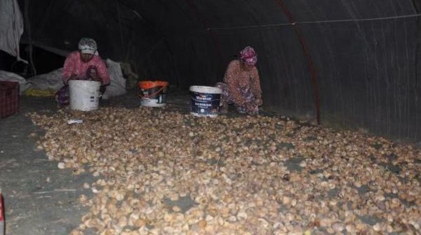 Germencik'te Hırsızlığa Karşı T&uuml;fekli Incir N&ouml;beti