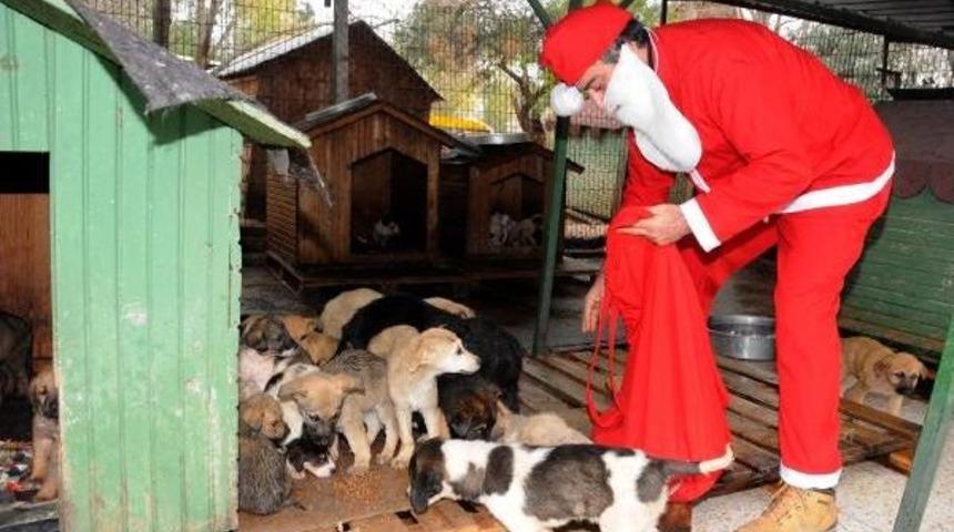 Noel Baba, Sokak Hayvanlarına Mama Verdi