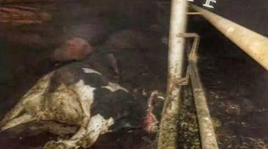 Ahır Yangınında 40 B&uuml;y&uuml;kbaş Hayvan Telef Oldu