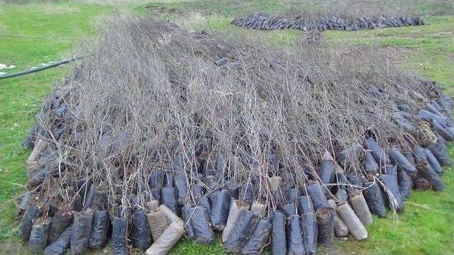 Kulp’ta Orman Köylüsüne Milyonluk Piyango