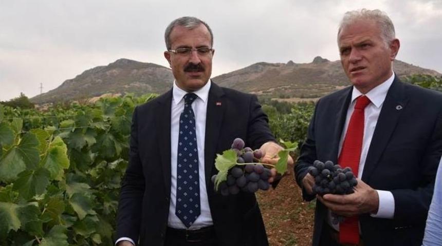 Tokat&rsquo;ta 18 Sofralık &Uuml;z&uuml;m &Ccedil;eşidi Denemesi Yapılıyor