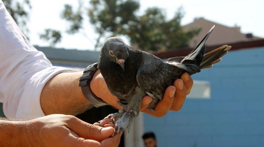 Şampiyon Kuş Havada 4 Saat Kalarak Rekor Kırdı