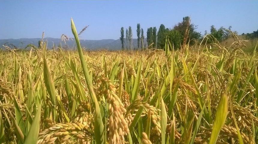 Yağmur &Ccedil;eltik &Uuml;reticileri Mağdur Etti
