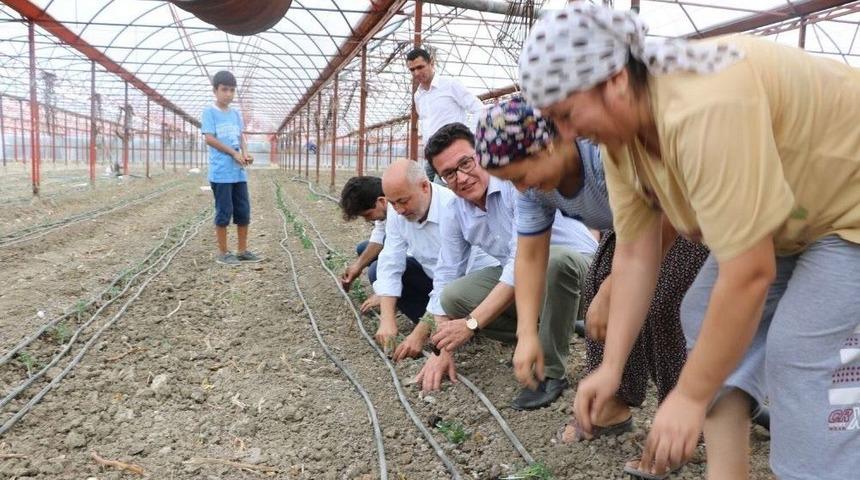 Milletvekili Uslu, Domates Fidelerini Toprakla Buluşturdu