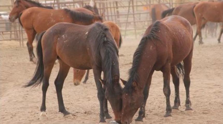 Karaman'da Yılkı Atlarının Yakalanmasına Başlandı