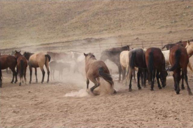 Karaman'da Yılkı Atlarının Yakalanmasına Başlandı