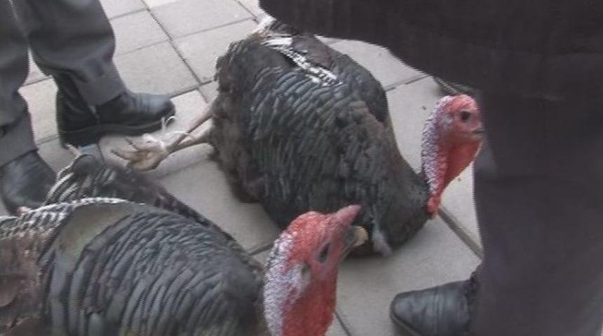 Hindi Pazarı Yoğunluk Yaşamadı