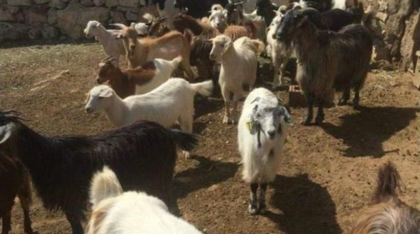 Aslanapalı &Uuml;reticiye Gen&ccedil; &Ccedil;ift&ccedil;i Projesinde Kapsamında 37 K&uuml;&ccedil;&uuml;kbaş Hayvan Teslim Edildi