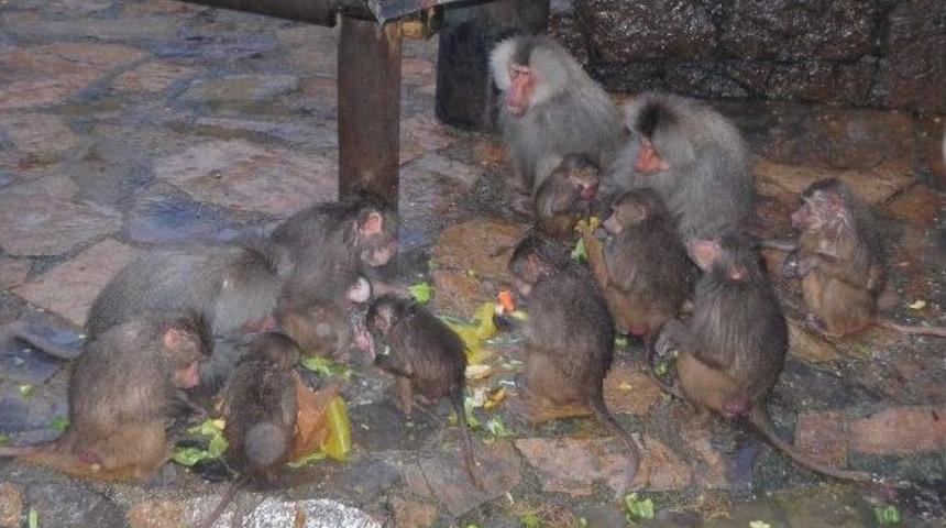 Hayvanlara Yılbaşı Hediyesi Verdiler