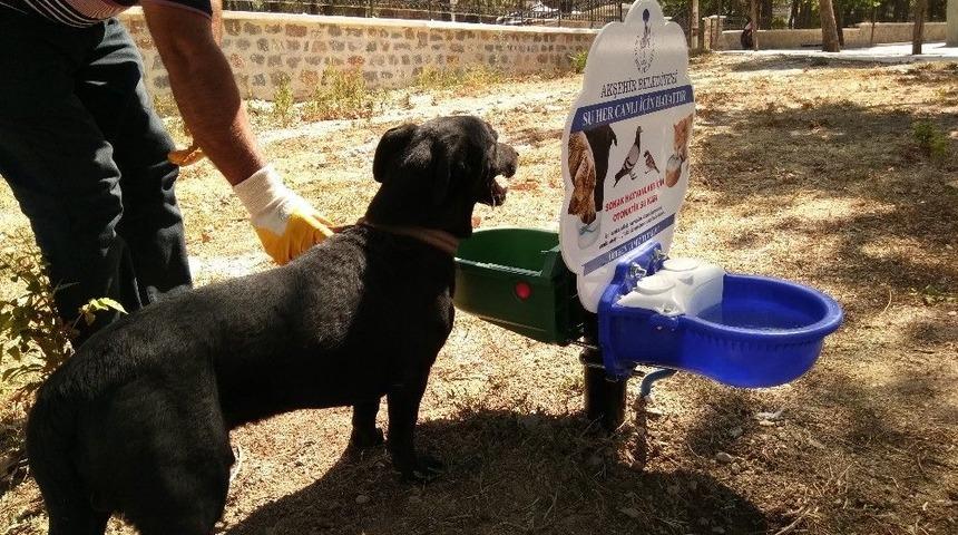 Akşehir Belediyesinden Sokak Hayvanları İ&ccedil;in Su Ve Mama Kapları