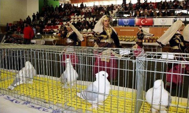 Araba Fiyatına Güvercin 1