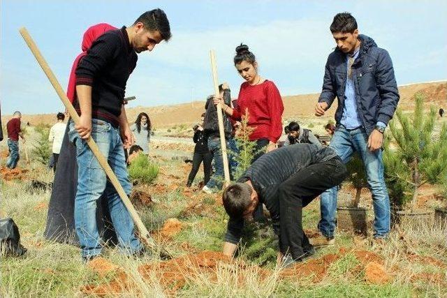 Tuncelili Gençler 250 Fidanı Toprakla Buluşturdu