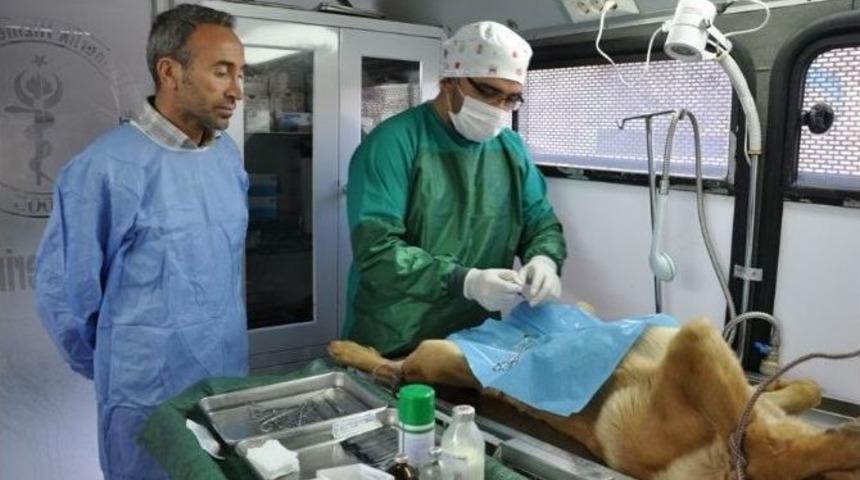 Tunceli&rsquo;de Sokak Hayvanlarını Kısırlaştırma Ve Aşılama Projesi